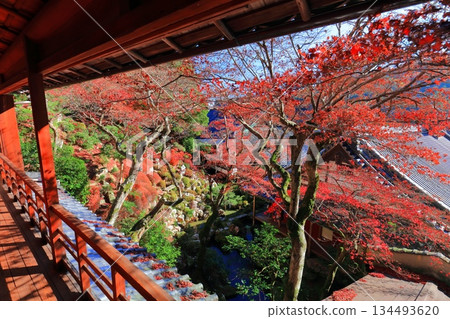 【京都府】晴天時柳谷觀音寺上聖院的秋葉 134493620