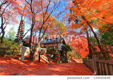 [Kyoto Prefecture] Autumn leaves at Yanagidani Kannon Temple on a clear day 134493646