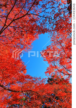 [Kyoto Prefecture] Heart-shaped autumn leaves at Yanagidani Kannon Temple on a clear day 134493648