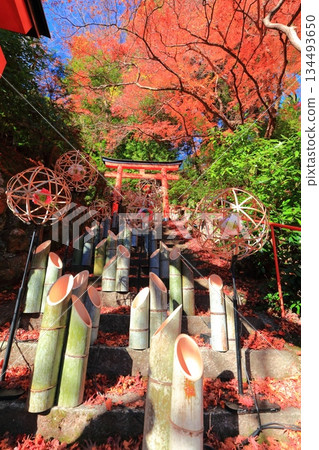 [Kyoto Prefecture] Stone steps and autumn leaves at Yanagidani Kannon Temple on a clear day 134493650