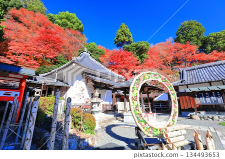 [Kyoto Prefecture] The Goma Hall and autumn leaves at Yanagidani Kannon Temple on a clear day 134493653