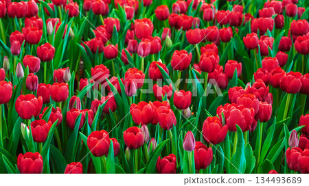 field of blooming red tulips flowers in the garden in spring. Beautiful natural floral background 134493689