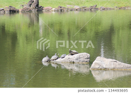 Turtles sunning on the rocks of the Kyu-Shiba Rikyu Gardens 134493695