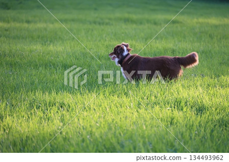 Brown dog is standing in a green field 134493962