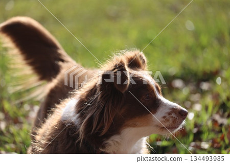 Australian Shepherd Dog in Sunlit Grass Australian Shepherd Dog in Sunlit Grass 134493985