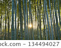 The sun shining through the bamboo forest 134494027