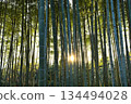 The sun shining through the bamboo forest 134494028