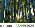 The sun shining through the bamboo forest 134494029