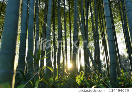 The sun shining through the bamboo forest 134494029