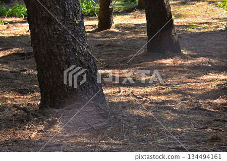 A view of tree trunks, sunlight filtering through the trees, and fallen leaves 134494161