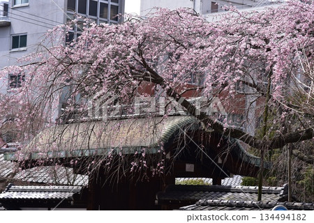 Cherry blossoms at the former residence of Prince Arisugawa in Kyoto Cherry blossoms at the former residence of Prince Arisugawa in Kyoto 134494182