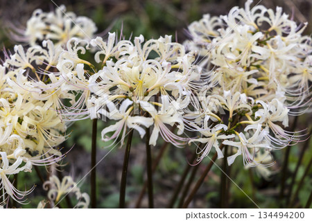 Close-up of white cluster amaryllis blooming in Tsuyagawa cluster amaryllis colony in Gifu Prefecture 134494200