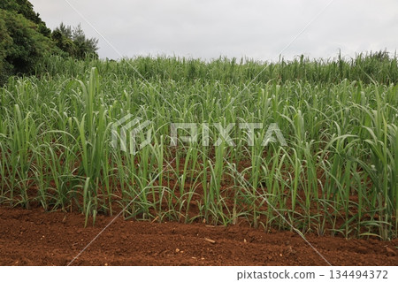 A lot of sugarcane planted in the field A lot of sugarcane planted in the field 134494372