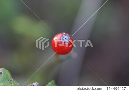 野玫瑰鮮豔的果實預示著冬天的到來 野玫瑰鮮豔的果實預示著冬天的到來 134494417