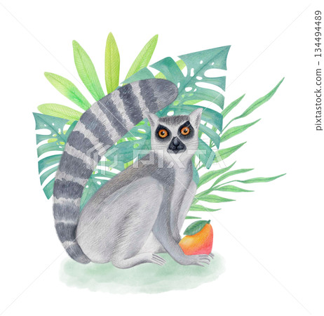 Ring-tailed lemur with topical leaves and fruit isolated illustration. Watercolor Madagascar animal clipart for kids projects. 134494489