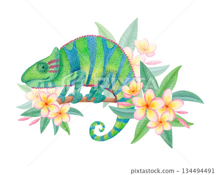 Watercolor chameleon on flowering branch isolated on white. Tropical animal clipart for wildlife designs and decorative prints. 134494491