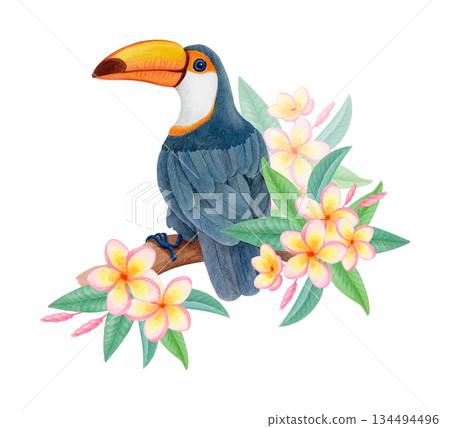 Tropical toco toucan on flowering branch, watercolor isolated illustration. Tropical bird clipart for textile prints, kids designs 134494496