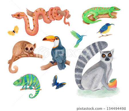 Watercolor tropical jungle animals and birds illustration set isolated on white. Cute lemurs, toucan, chameleon, snake and gecko. Watercolor tropical jungle animals and birds illustration set isolated on white. Cute lemurs, toucan, chameleon, snake and gecko. 134494498