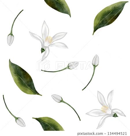 White flowers with green leaves: a simple seamless watercolor pattern. Lemon or jasmine flowers with buds and leaves. Suitable for printing on fabric, kitchen linens, and packaging. White flowers with green leaves: a simple seamless watercolor pattern. Lemon or jasmine flowers with buds and leaves. Suitable for printing on fabric, kitchen linens, and packaging. 134494521