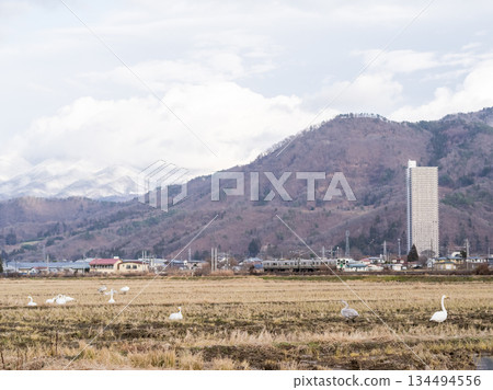 【山形線】一列地方列車穿過有天鵝出沒的鄉村景色 134494556
