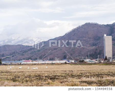 [Yamagata Line] The Shinkansen Tsubasa train runs through a rural landscape with swans 134494558