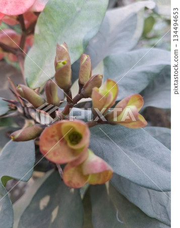 Crown of thorns plant showing euphorbia milii buds blooming 134494653
