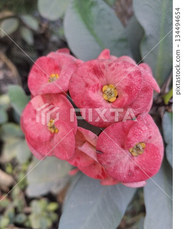 Crown of thorns plant showing vibrant pink flowers 134494654