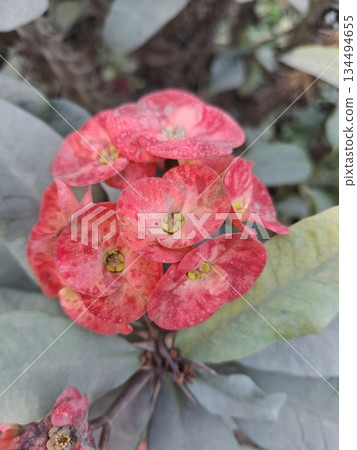 Crown of thorns plant showing vibrant pink flowers Crown of thorns plant showing vibrant pink flowers 134494655