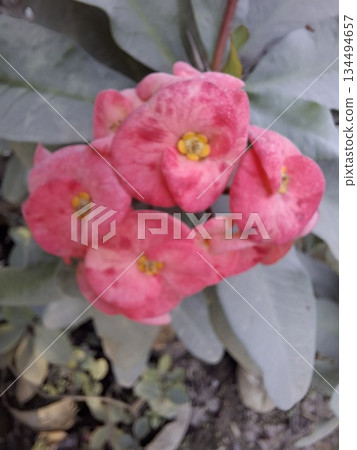 Crown of thorns plant showing vibrant pink flowers 134494657