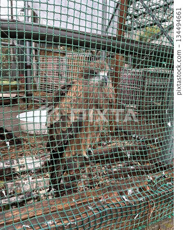 一隻黑鳶在市川市行德町的野生鳥類醫院受到保護 134494661