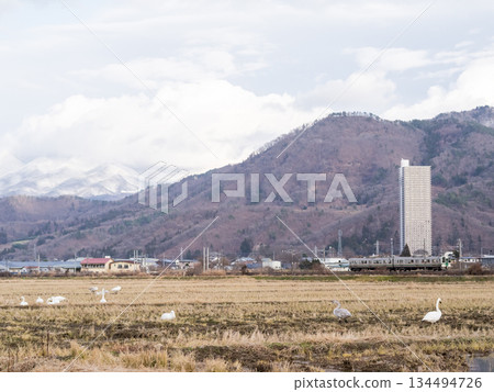 【山形線】一列地方列車穿過有天鵝出沒的鄉村景色 134494726