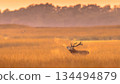Red Deer stag bellowing in golden misty grass during rutting season at De Hoge Veluwe National Park Netherlands with visible breath steam and large antlers in sunrise light. 134494879