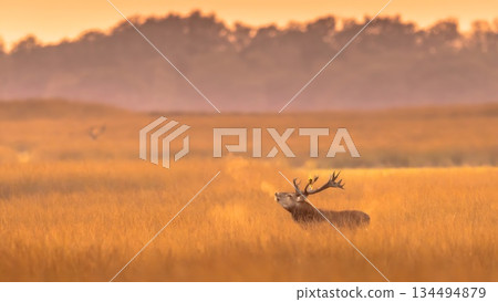 Red Deer stag bellowing in golden misty grass during rutting season at De Hoge Veluwe National Park Netherlands with visible breath steam and large antlers in sunrise light. Red Deer stag bellowing in golden misty grass during rutting season at De Hoge Veluwe National Park Netherlands with visible breath steam and large antlers in sunrise light. 134494879