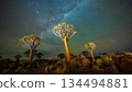 Quiver Tree Forest night landscape under Milky Way stars in Keetmanshoop Namibia, illuminated Kokerboom trees with galactic core and green airglow over rocky desert terrain. 134494881