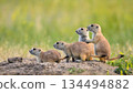 Group of Black-tailed prairie dogs standing alert on burrow mound in Badlands National Park South Dakota, four cute rodents looking left with green grass background at Roberts Prairie Dog Town. 134494882