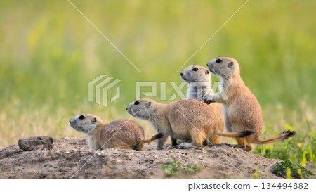 Group of Black-tailed prairie dogs standing alert on burrow mound in Badlands National Park South Dakota, four cute rodents looking left with green grass background at Roberts Prairie Dog Town. 134494882