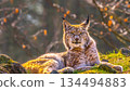 Eurasian Lynx portrait resting on mossy rocks in Siberian forest Russia majestic wild cat with tufted ears looking at camera during golden hour sunset with backlit glowing fur. 134494883