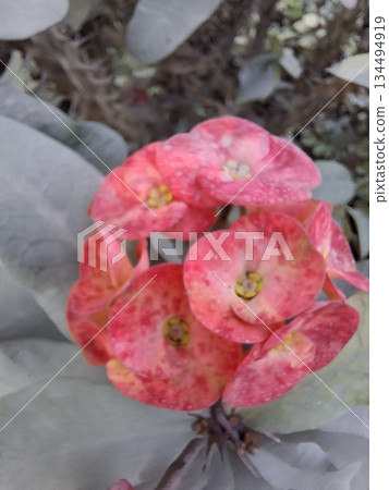 Crown of thorns plant showing vibrant pink flowers 134494919