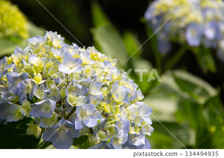 舊芝離宮庭園的繡球花(本繡球):初夏時節呈現柔和的藍黃綠色 舊芝離宮庭園的繡球花(本繡球):初夏時節呈現柔和的藍黃綠色 134494935