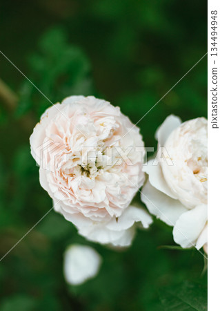 Flower Rose in garden, winter 134494948