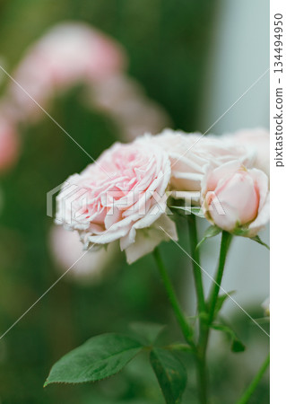 Flower Rose in garden, winter Flower Rose in garden, winter 134494950