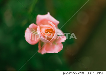 Flower Rose in garden, winter Flower Rose in garden, winter 134494951