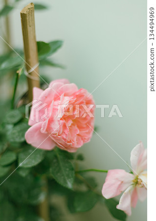 Flower Rose in garden, winter 134494969