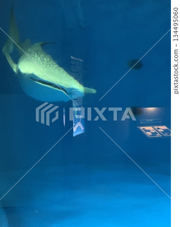 從水下看的鯨鯊 134495060