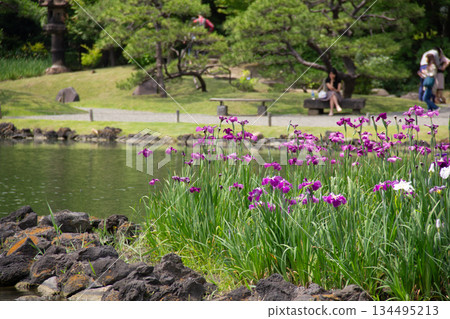 舊芝離宮庭園。池塘邊，石燈籠和盛開的鳶尾花，初夏的庭園景色。 134495213
