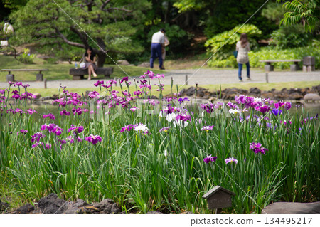 原芝離宮庭園。初夏時節，人們沿著盛開著鳶尾花的池塘漫步。 134495217