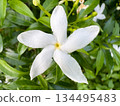 white flowers blooming in the garden 134495483
