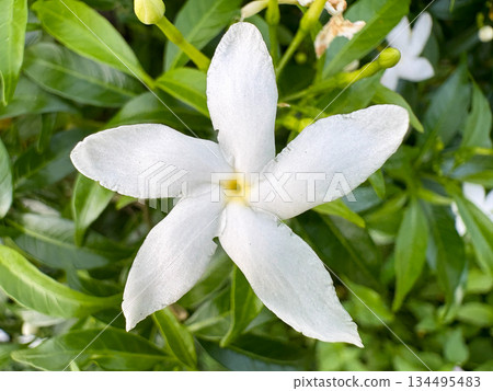 white flowers blooming in the garden white flowers blooming in the garden 134495483