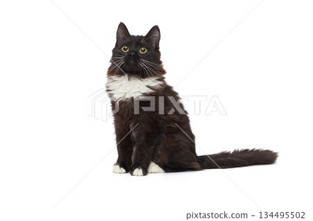 Portrait of a beautiful black kitten Portrait of a beautiful black kitten 134495502