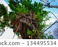 Giant urban trees, intertwined roots, vitality, nature and the city, looking up Giant urban trees, intertwined roots, vitality, nature and the city, looking up 134495534